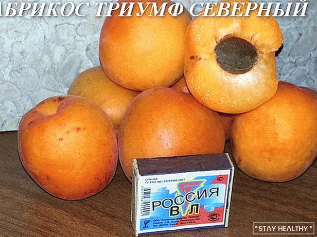Триумф северный. Триумф севера абрикос описание. Абрикос Триумф Северный описание. Абрикос Триумф Северный Размеры дерева. Абрикос Триумф Северный описание сорта.