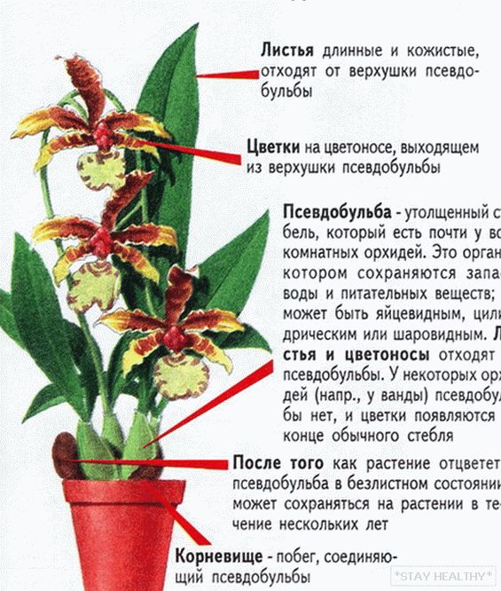 Фото Орхидеи Почему