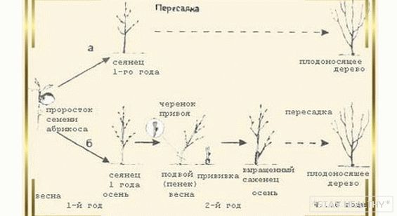 На каком расстоянии сажать саженцы