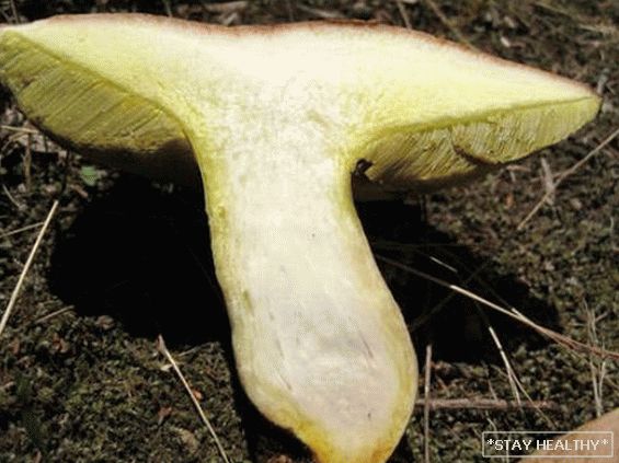 Гриб желтый на срезе. Полубелый гриб на срезе. Полубелый гриб (hemileccinum impolitum). Полубелый гриб описание. Полубелый гриб (hemileccinum impolitum).