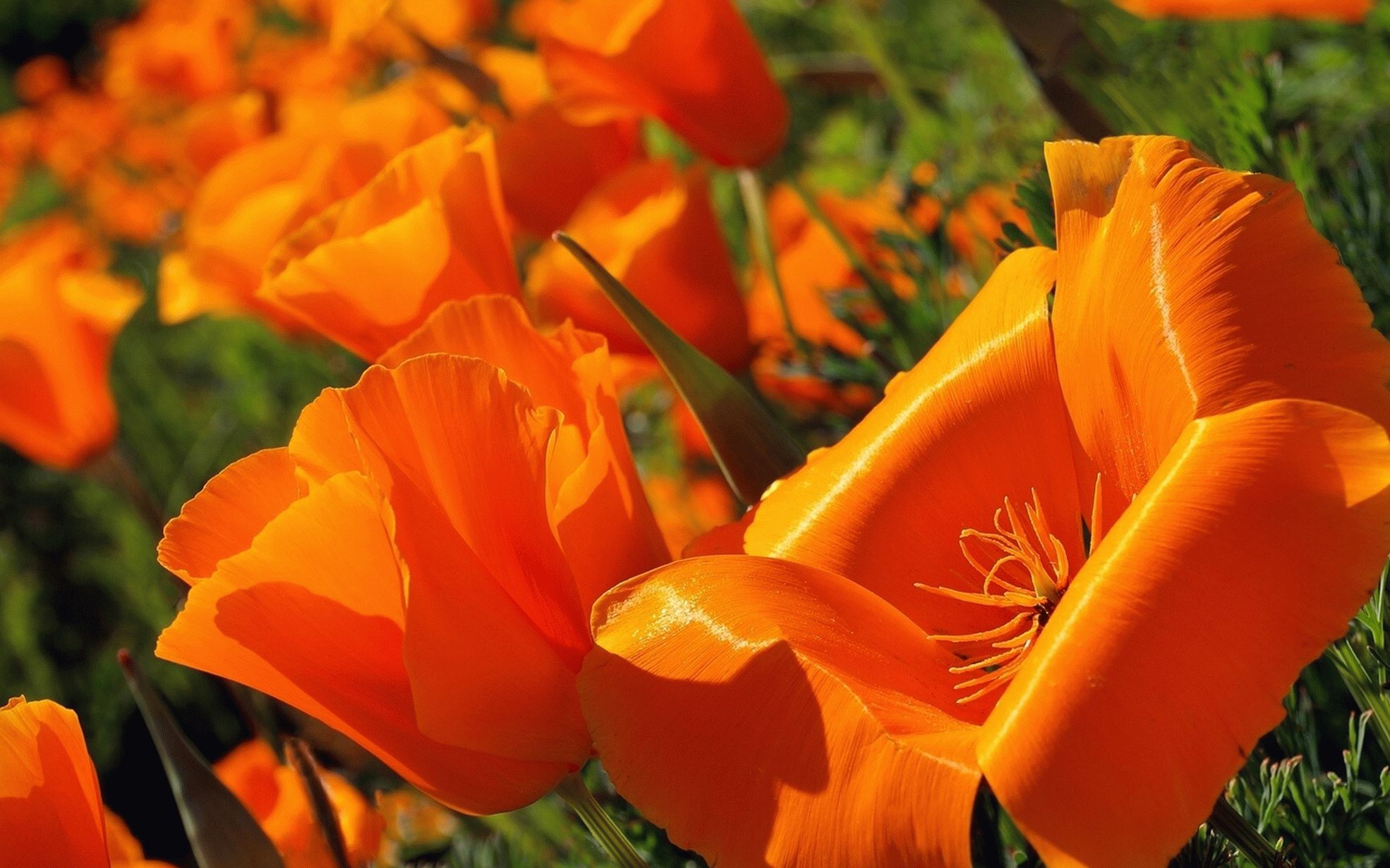 Купальница голден квин. Мак эшшольция. Ранние оранжевые. Ярко оранжевые цветы. Рябчик императорский (фритиллярия).